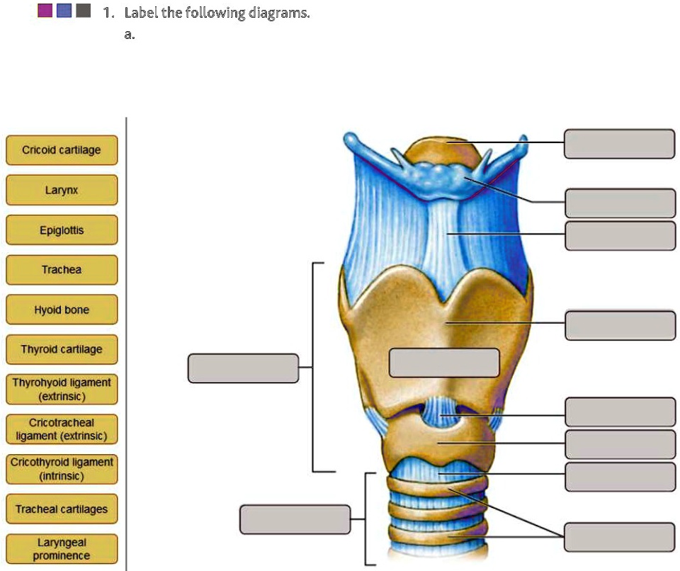 SOLVED: Label the following diagrams: Cricoid cartilage Larynx ...