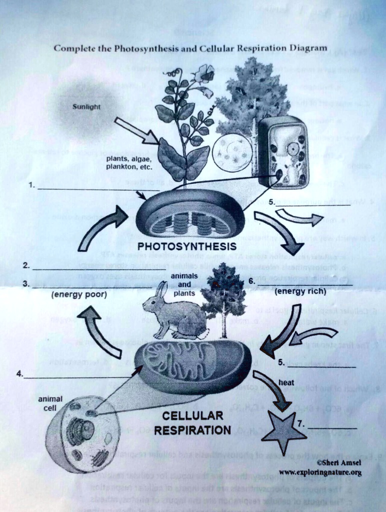 Cellular Respiration In Animals Diagram