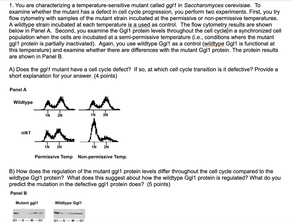 solved-you-are-characterizing-a-temperature-sensitive-mutant-called