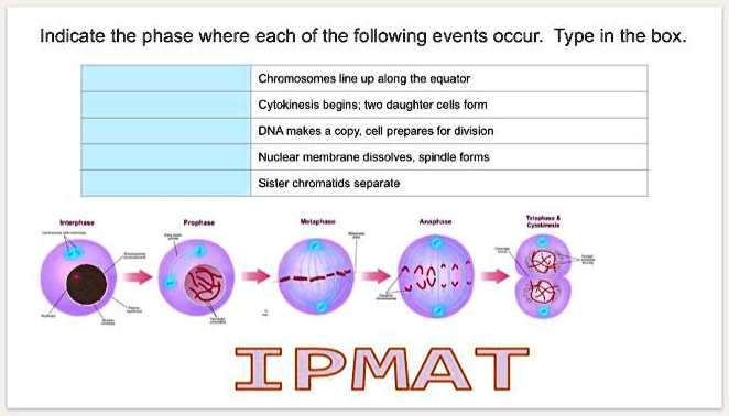 Chromosomes Lining Up Along A Equator Cytokinesis Begins Daughter