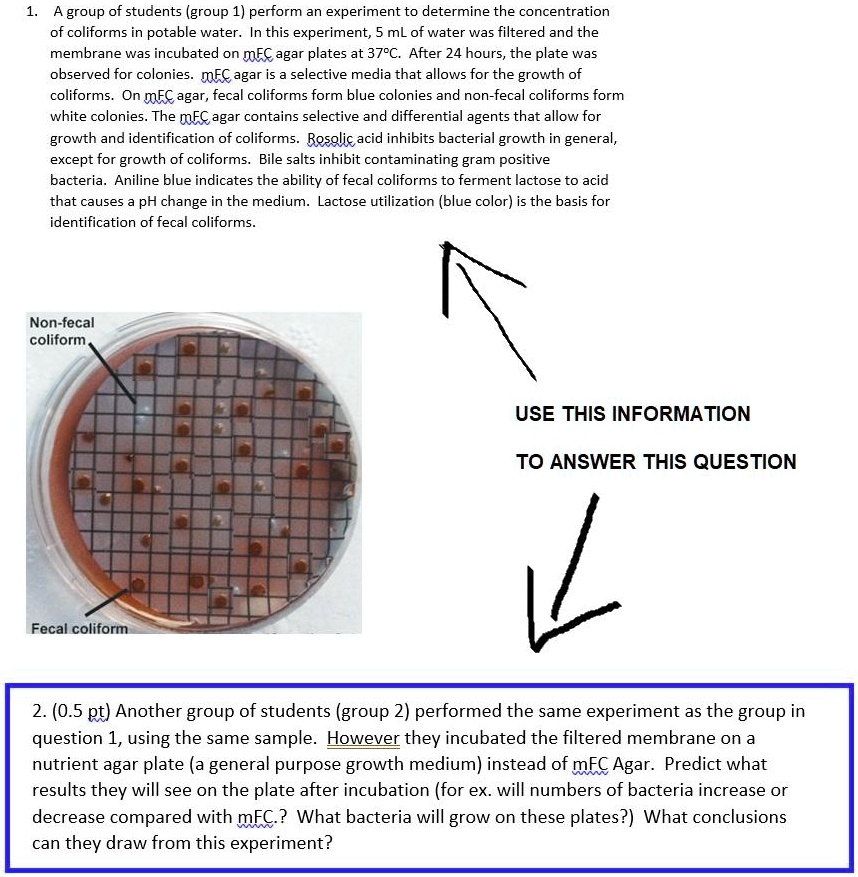 1. A group of students (group 1) perform an experiment to determine the concentration of coliforms in potable water. In this experiment, 5 mL of water was filtered and the membrane was incubated on mFC agar plates at 37°C. After 24 hours, the plate was observed for colonies. mFC agar is a selective media that allows for the growth of coliforms. On mFC agar, fecal coliforms form blue colonies and non-fecal coliforms form white colonies. The mFC agar contains selective and differential agents that allow for growth and identification of coliforms. Rosolic acid inhibits bacterial growth in general, except for growth of coliforms. Bile salts inhibit contaminating gram positive bacteria. Aniline blue indicates the ability of fecal coliforms to ferment lactose to acid that causes a pH change in the medium. Lactose utilization (blue color) is the basis for identification of fecal coliforms.

Non-fecal coliform

Fecal coliform

2. (0.5 pt) Another group of students (group 2) performed the same experiment as the group in question 1, using the same sample. However they incubated the filtered membrane on a nutrient agar plate (a general purpose growth medium) instead of mFC Agar. Predict what results they will see on the plate after incubation (for ex. will numbers of bacteria increase or decrease compared with mFC.? What bacteria will grow on these plates?) What conclusions can they draw from this experiment?