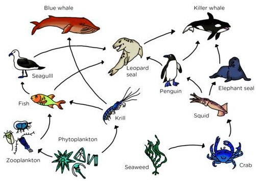 SOLVED: Write down 4 different food chains from these food webs: 1 ...