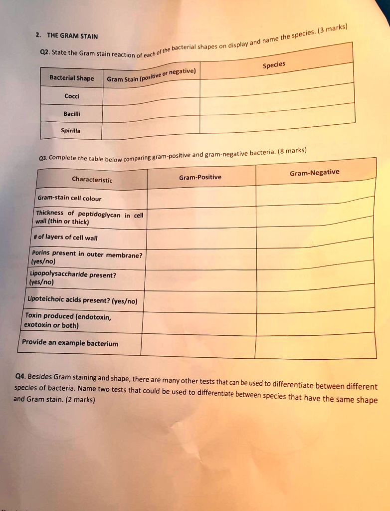 SOLVED: THE GRAM STAIN Species Bacterial Shape Gram Stain (positive or ...