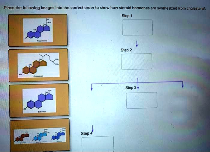 Which Of The Following Is Classified As A Steroid Hormone Place the following images into the correct order to show how steroid