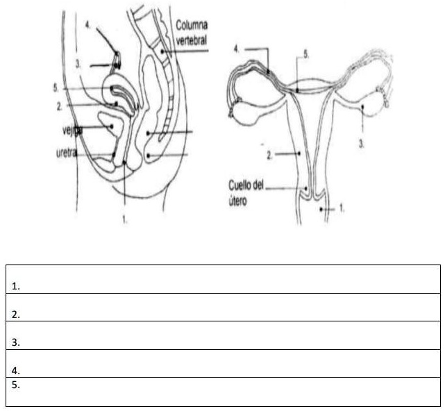 Solved Aparato Reproductor Femenino Con Sus Partes Le Doy Corona Al Primero Que Me Ayude