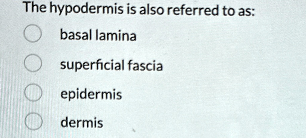 The hypodermis is also referred to as:

? basal lamina
? superficial fascia
? epidermis
? dermis