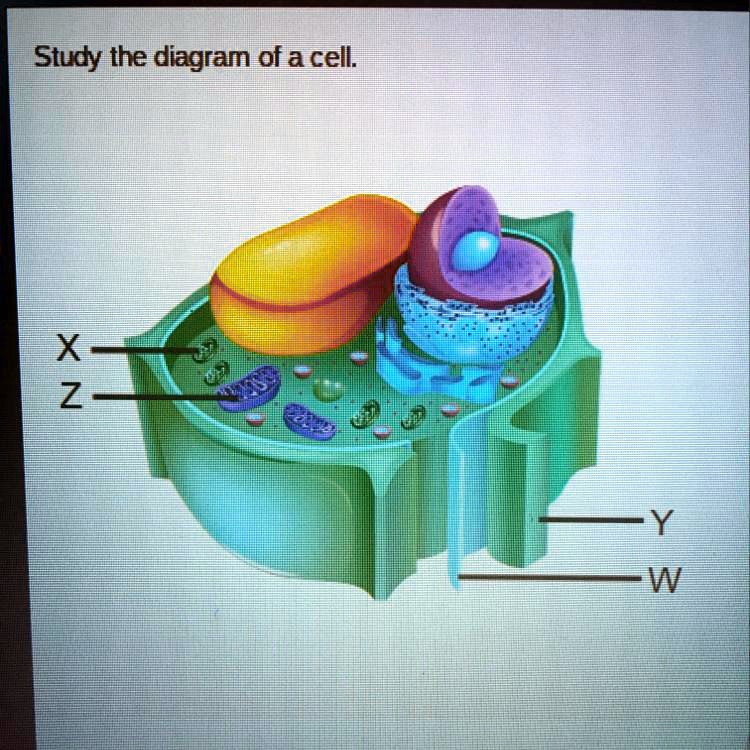 Study the diagram of a cell.