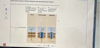 Label types of passive diffusion (Keyboard Navigable Alternate Version)
Choose the correct term from the drop-down box that describes the different types of passive movement.

9. Simple  of oxygen through the phospholipid bilayer
10.  of chlorine through channel protein
11.  of water through aquaporins

Direct | Protein channel | Aquaporins

1.  environment
