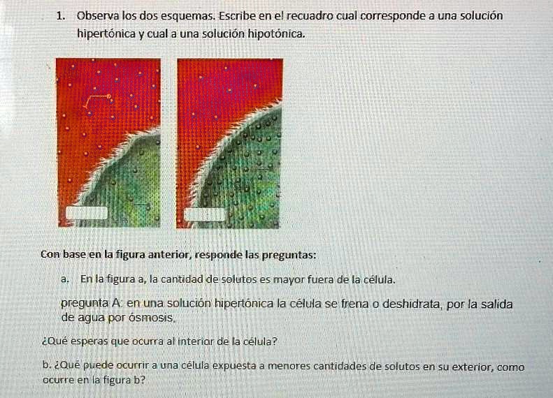 solución hipotónica