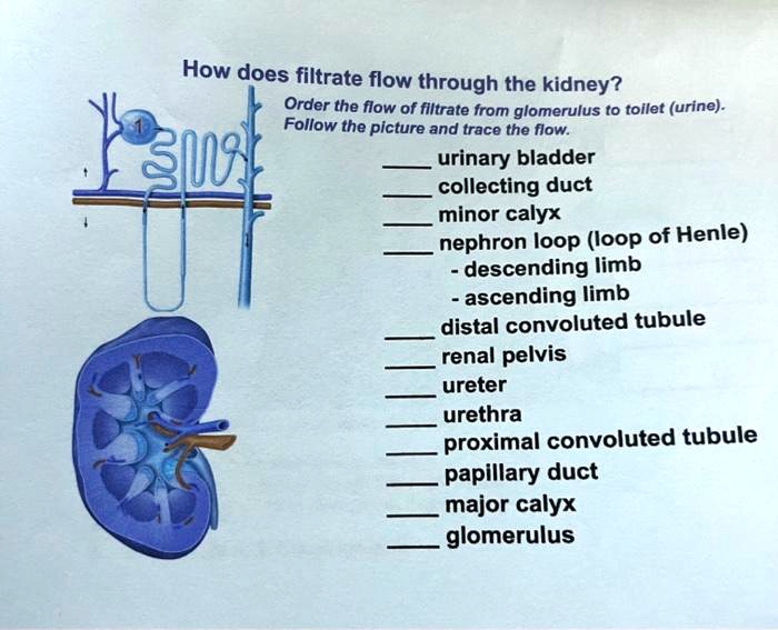 SOLVED: order 1-12 please How does filtrate flow through the kidney ...