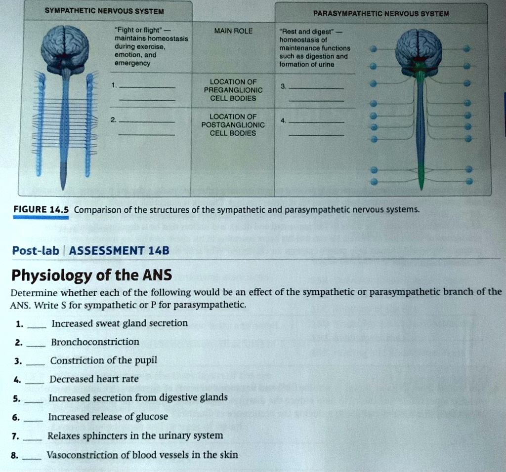 SYMPATHETIC NERVOUS SYSTEM 