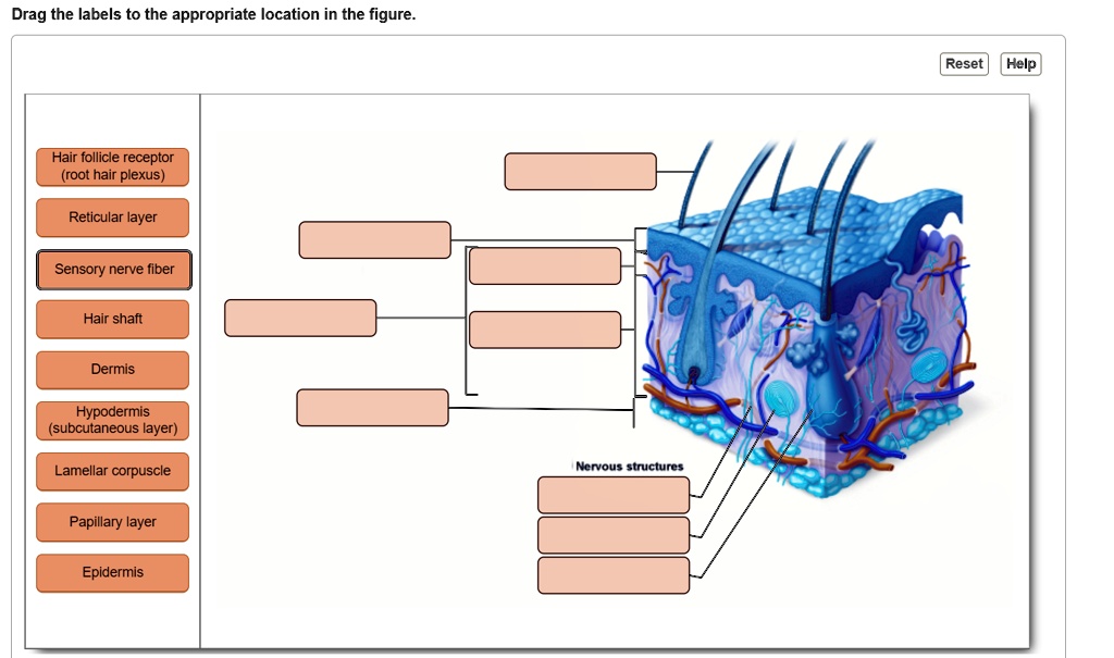 SOLVED: Drag the labels to the appropriate location in the figure ...