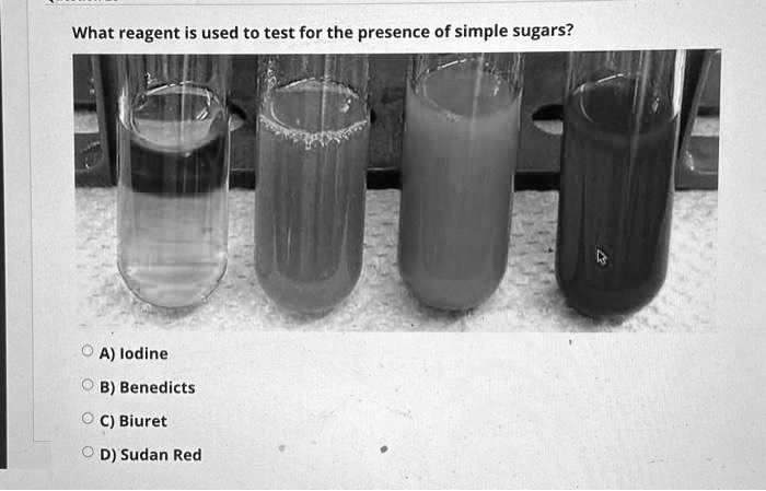 What reagent is used to test for the presence of simple sugars?
A) Iodine
B) Benedicts
C) Biuret
D) Sudan Red