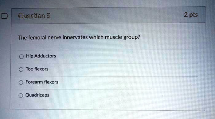 solved-question-5-2-pts-the-femoral-nerve-innervates-which-muscle