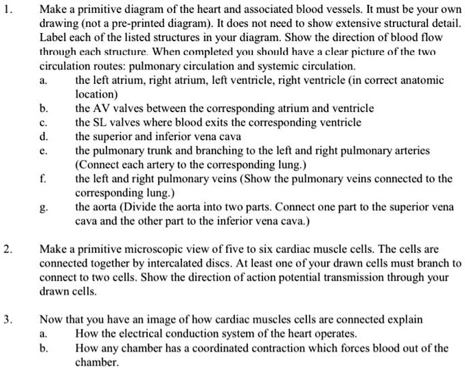 1.
Make a primitive diagram of the heart and associated blood vessels. It must be your own
drawing (not a pre-printed diagram). It does not need to show extensive structural detail.
Label each of the listed structures in your diagram. Show the direction of blood flow
through each structure. When completed you should have a clear picture of the two
circulation routes: pulmonary circulation and systemic circulation.
a.
the left atrium, right atrium, left ventricle, right ventricle (in correct anatomic
location)
b.
the AV valves between the corresponding atrium and ventricle
c.
the SL valves where blood exits the corresponding ventricle
d.
the superior and inferior vena cava
e.
the pulmonary trunk and branching to the left and right pulmonary arteries
(Connect each artery to the corresponding lung.)
f.
the left and right pulmonary veins (Show the pulmonary veins connected to the
corresponding lung.)
g.
the aorta (Divide the aorta into two parts. Connect one part to the superior vena
cava and the other part to the inferior vena cava.)
2.
Make a primitive microscopic view of five to six cardiac muscle cells. The cells are
connected together by intercalated discs. At least one of your drawn cells must branch to
connect to two cells. Show the direction of action potential transmission through your
drawn cells.
3.
Now that you have an image of how cardiac muscles cells are connected explain
a.
How the electrical conduction system of the heart operates.
b.
How any chamber has a coordinated contraction which forces blood out of the
chamber.