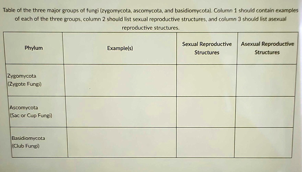 Solved Table Of The Three Major Groups Of Fungi Zygomycota Ascomycota And Basidiomycota