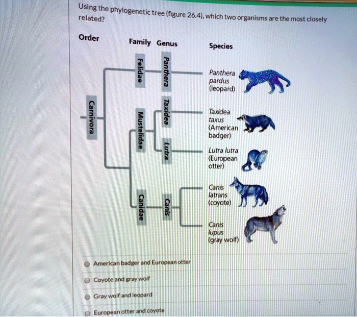 Using the phylogenetic tree (figure 26.4), which two organisms are the most closely related?
Order Family Genus Species
Carnivora
Felidae Panthera Panthera pardus (leopard)
Mustelidae Taxidea Taxidea taxus (American badger)
Lutra Lutra lutra (European otter)
Canidae Canis Canis latrans (coyote)
Canis lupus (gray wolf)
American badger and European otter
Coyote and gray wolf
Gray wolf and leopard
European otter and coyote
