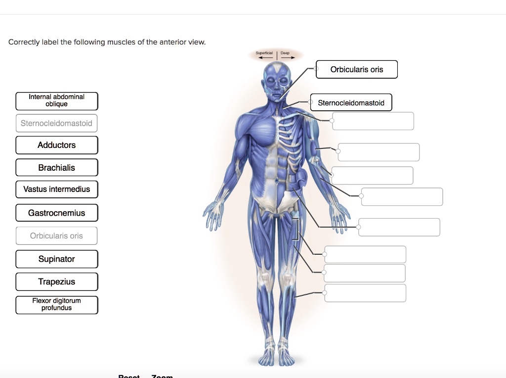 SOLVED: Correctly label the following muscles of the anterior view ...