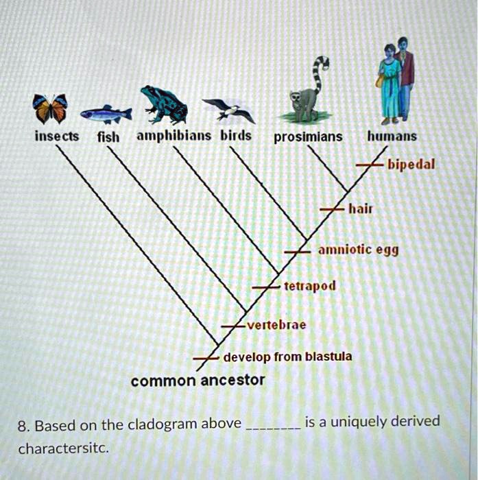 Bipidal Insect Insects fish amphibians birds prosimians...