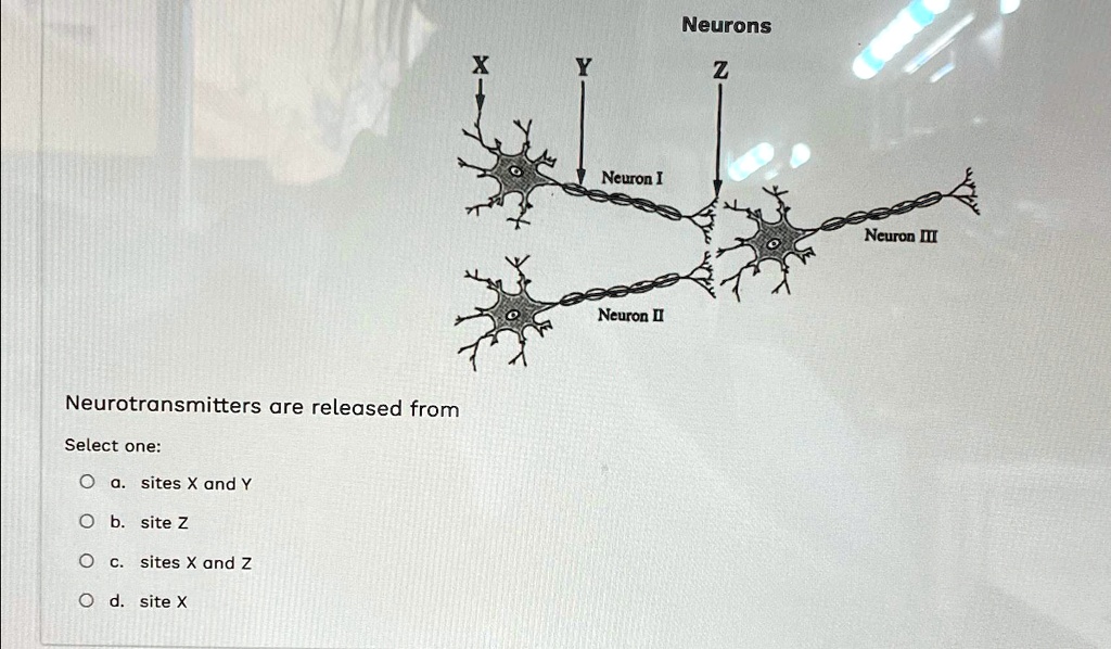 Neurons Neurotransmitters are released from Select one: a. sites X and ...