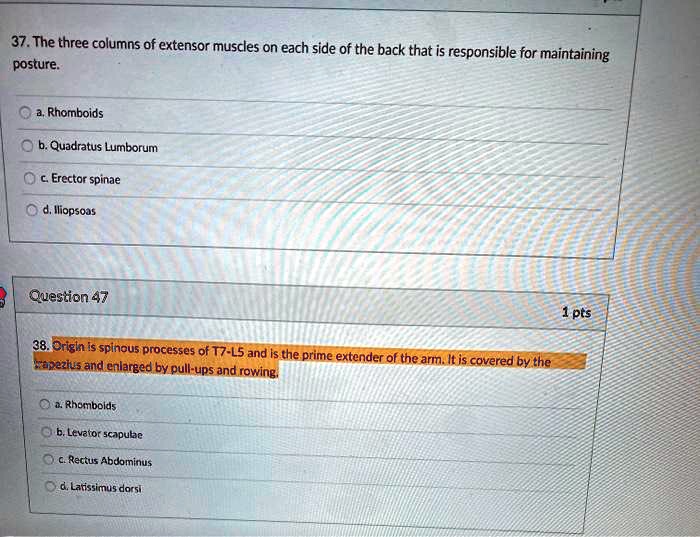 VIDEO solution: 37. The three columns of extensor muscles on each side ...