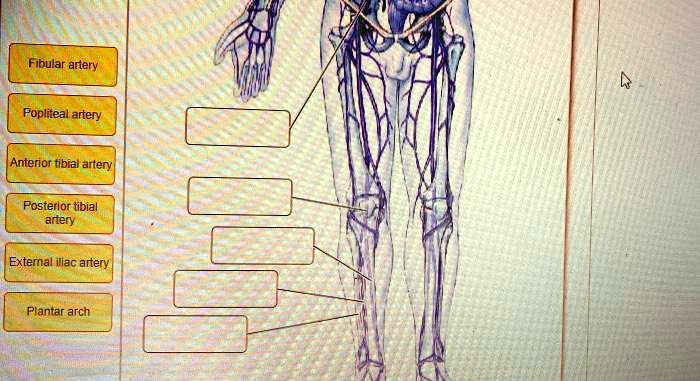 Solved Fibular Artery Popliteal Artery Anterior Tibial Artery Posterior Tibial Artery External