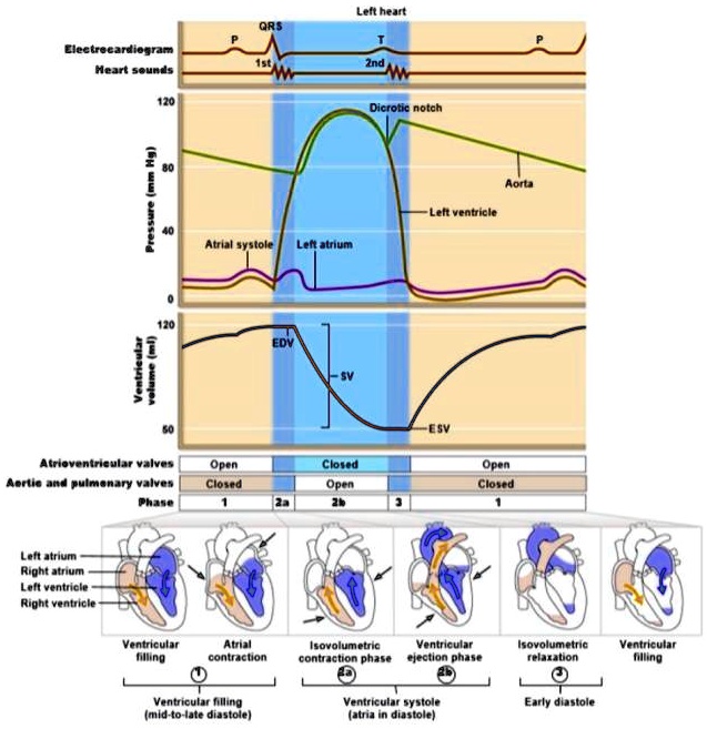 [GET ANSWER] Electrocardiogram Heart sounds 120 Pressure (mm Hg) 40 80 ...