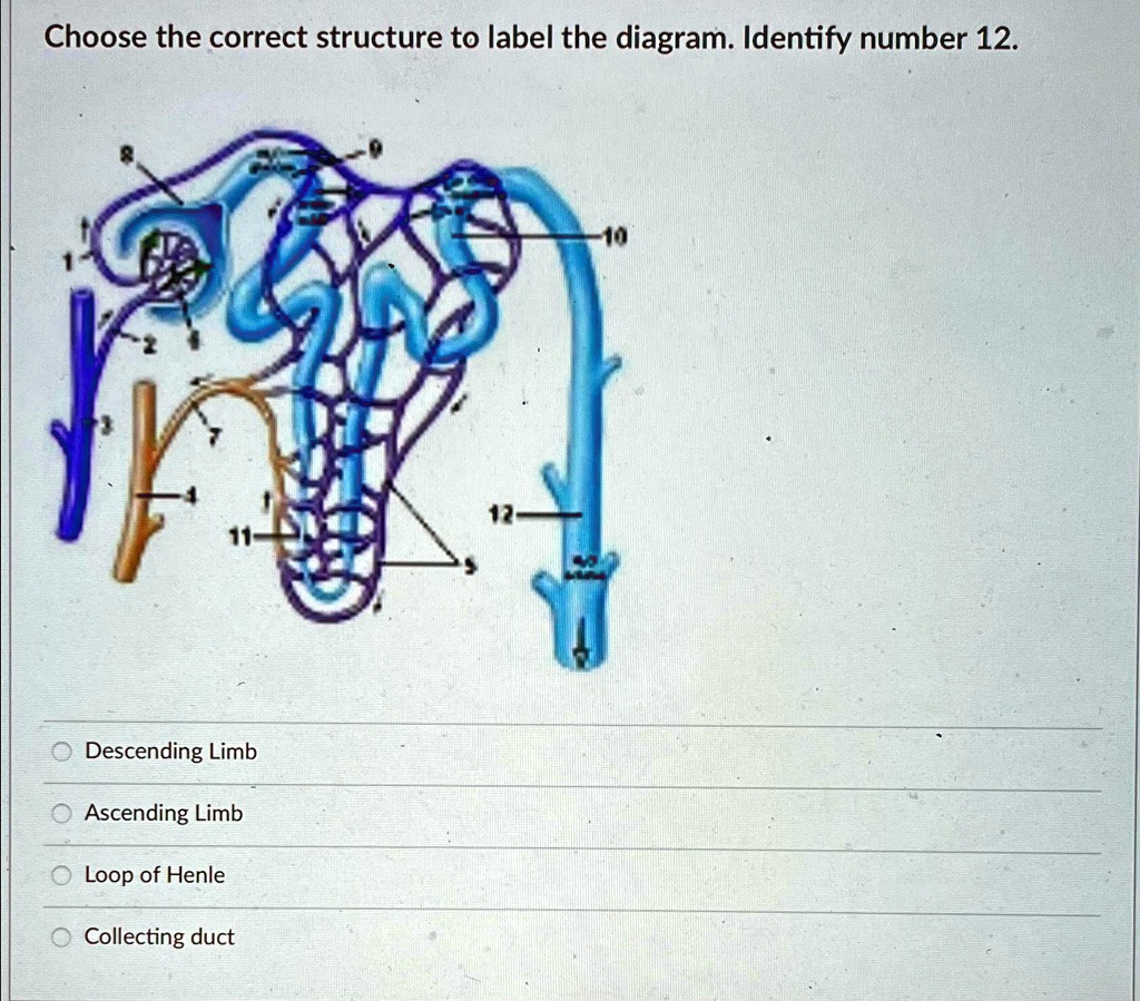 Choose the correct structure to label the diagram. Identify number 12 ...