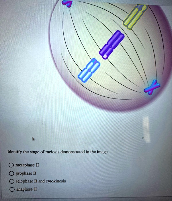Identify the stage of meiosis demonstrated in the image.

metaphase II
prophase II
telophase II and cytokinesis
anaphase II