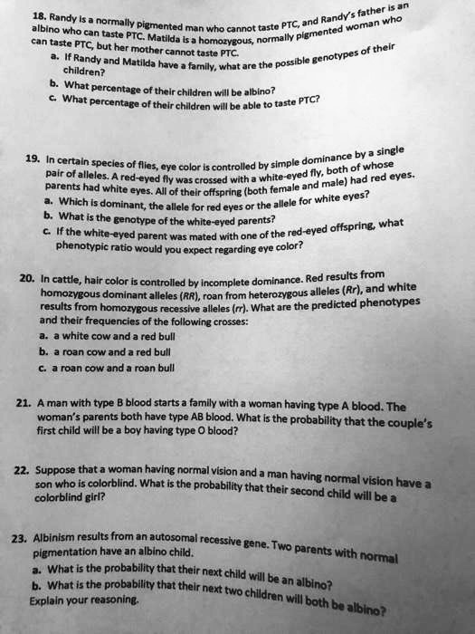 18. Randy is a normally pigmented man who cannot taste PTC, and Randy's father is an albino who can taste PTC. Matilda is a homozygous, normally pigmented woman who can taste PTC, but her mother cannot taste PTC.
a. If Randy and Matilda have a family, what are the possible genotypes of their children?
b. What percentage of their children will be albino?
c. What percentage of their children will be able to taste PTC?

19. In certain species of flies, eye color is controlled by simple dominance by a single pair of alleles. A red-eyed fly was crossed with a white-eyed fly, both of whose parents had white eyes. All of their offspring (both female and male) had red eyes.
a. Which is dominant, the allele for red eyes or the allele for white eyes?
b. What is the genotype of the white-eyed parents?
c. If the white-eyed parent was mated with one of the red-eyed offspring, what phenotypic ratio would you expect regarding eye color?

20. In cattle, hair color is controlled by incomplete dominance. Red results from homozygous dominant alleles (RR), roan from heterozygous alleles (Rr), and white results from homozygous recessive alleles (rr). What are the predicted phenotypes and their frequencies of the following crosses:
a. a white cow and a red bull
b. a roan cow and a red bull
c. a roan cow and a roan bull

21. A man with type B blood starts a family with a woman having type A blood. The woman's parents both have type AB blood. What is the probability that the couple's first child will be a boy having type O blood?

22. Suppose that a woman having normal vision and a man having normal vision have a son who is colorblind. What is the probability that their second child will be a colorblind girl?

23. Albinism results from an autosomal recessive gene. Two parents with normal pigmentation have an albino child.
a. What is the probability that their next child will be an albino?
b. What is the probability that their next two children will both be albino?
Explain your reasoning.