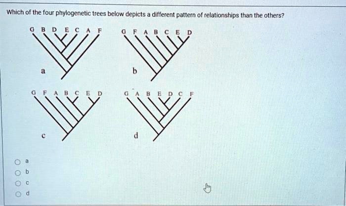 which of the four phylogenetic trees below depicts different pattern of ...