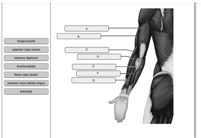SOLVED: Match the terms to the letters. a. triceps brachii b. extensor