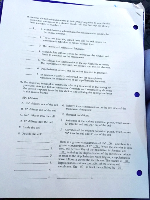 8. Number the following statements in their proper sequence to describe the contraction mechanism in a skeletal muscle cell. The first step has already been identified as number 1.
1. Acetylcholine is released into the neuromuscular junction by the axonal terminal.
2. The action potential, carried deep into the cell, causes the sarcoplasmic reticulum to release calcium ions.
3. The muscle cell relaxes and lengthens.
4. Acetylcholine diffuses across the neuromuscular junction and binds to receptors on the sarcolemma.
5. The calcium ion concentration at the myofilaments increases; the myofilaments slide past one another, and the cell shortens.
6. Depolarization occurs, and the action potential is generated.
7. As calcium is actively reabsorbed into the sarcoplasmic reticulum, its concentration at the myofilaments decreases.
9. The following incomplete statements refer to a muscle cell in the resting, or polarized, state just before stimulation. Complete each statement by choosing the correct response from the key choices and entering the appropriate letter in the answer blanks.
Key Choices
A. Na+ diffuses out of the cell
B. K+ diffuses out of the cell
C. Na+ diffuses into the cell
D. K+ diffuses into the cell
E. Inside the cell
F. Outside the cell
G. Relative ionic concentrations on the two sides of the membrane during rest
H. Electrical conditions
I. Activation of the sodium-potassium pump, which moves K+ into the cell and Na+ out of the cell
J. Activation of the sodium-potassium pump, which moves Na+ into the cell and K+ out of the cell
1. There is a greater concentration of Na+ (1), and there is a greater concentration of K+ (2). When the stimulus is delivered, the permeability of the membrane is changed, and (3), initiating the depolarization of the membrane. Almost as soon as the depolarization wave begins, a repolarization wave follows it across the membrane. This occurs as (4). Repolarization restores the (5) of the resting cell membrane. The (6) is (are) reestablished by (7).