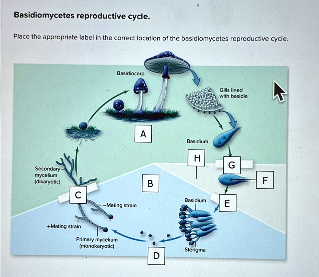 Basidiomycetes reproductive cycle. Place the appropriate label in the ...
