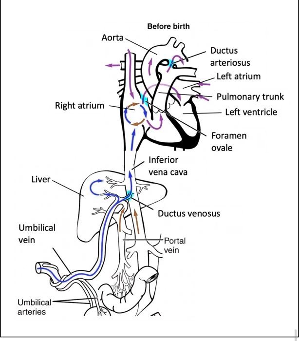 SOLVED: Before birth Aorta Ductus arteriosus Left atrium Pulmonary ...