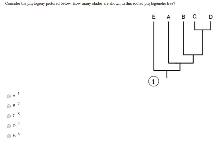 Solved Consider The Phylogeny Pictured Below How Many Clades Are Shown In This Rooted