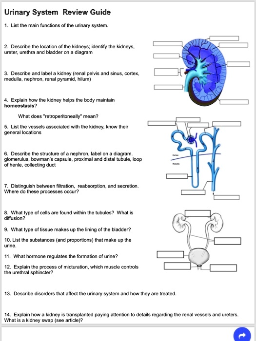solved-urinary-system-review-guide-1-list-the-main-functions-of-the