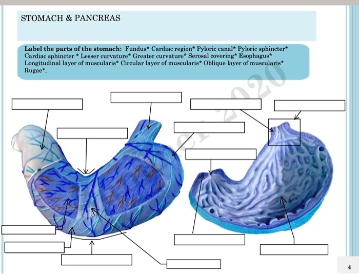 stomachpancreas label the parts of the stomach fundus cardiac region ...