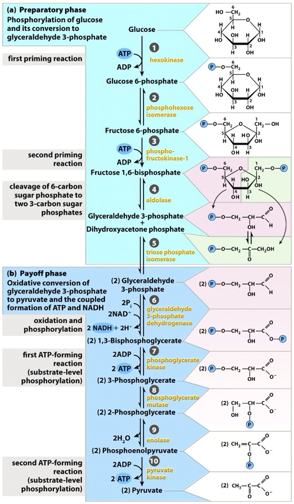 (a) Preparatory phase: Phosphorylation of glucose and its conversion to ...