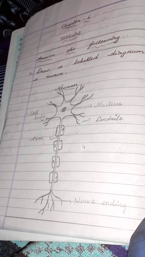 how to draw structure of neuron/neuron diagram labelled/diagram of  neuron/neuron cell - YouTube | Cell diagram, Neuron diagram, Nerve cell