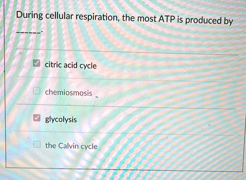 Where Is Most Of The Atp Made During Cellular Respiration SOLVED: 'During cellular respiration, the most ATP is produced by