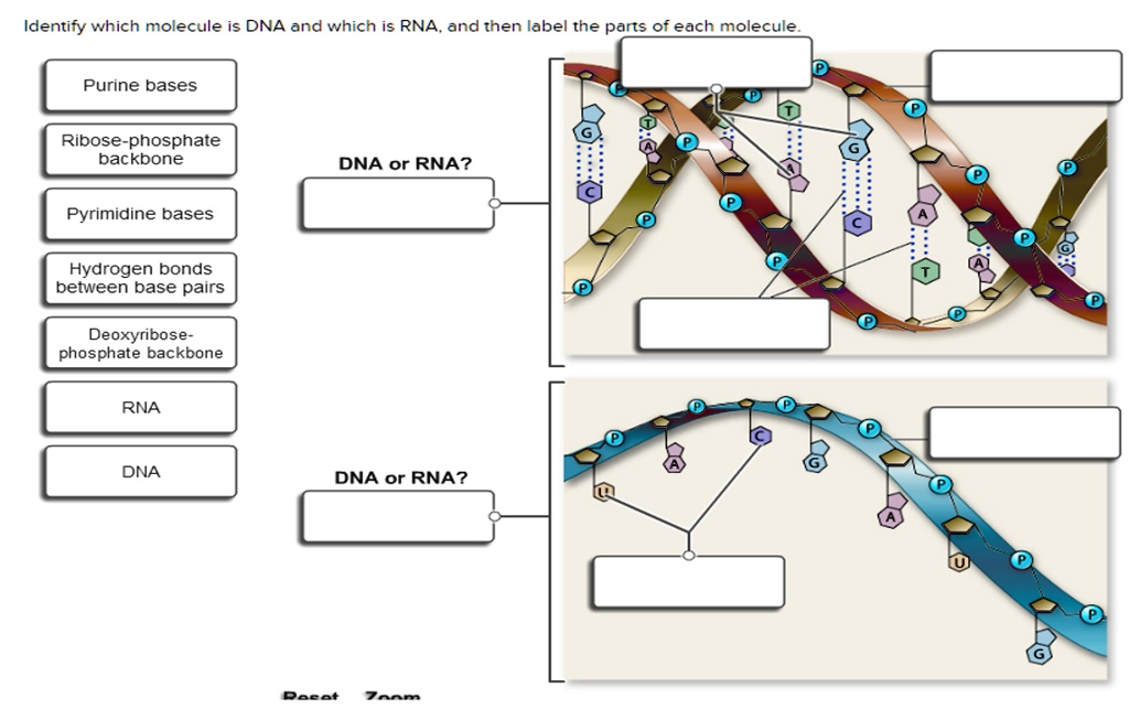 SOLVED: 'Answer this correctly Identify which molecule is DNA and which ...