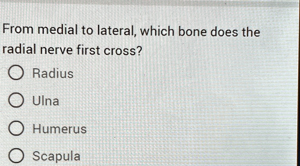 from medial to lateral which bone does the radial nerve first cross ...