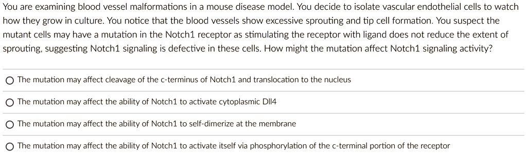 You are examining blood vessel malformations in a mouse disease model. You decide to isolate vascular endothelial cells to watch
how they grow in culture. You notice that the blood vessels show excessive sprouting and tip cell formation. You suspect the
mutant cells may have a mutation in the Notch1 receptor as stimulating the receptor with ligand does not reduce the extent of
sprouting, suggesting Notch1 signaling is defective in these cells. How might the mutation affect Notch1 signaling activity?
The mutation may affect cleavage of the c-terminus of Notch1 and translocation to the nucleus
The mutation may affect the ability of Notch1 to activate cytoplasmic DII4
The mutation may affect the ability of Notch1 to self-dimerize at the membrane
The mutation may affect the ability of Notch1 to activate itself via phosphorylation of the c-terminal portion of the receptor