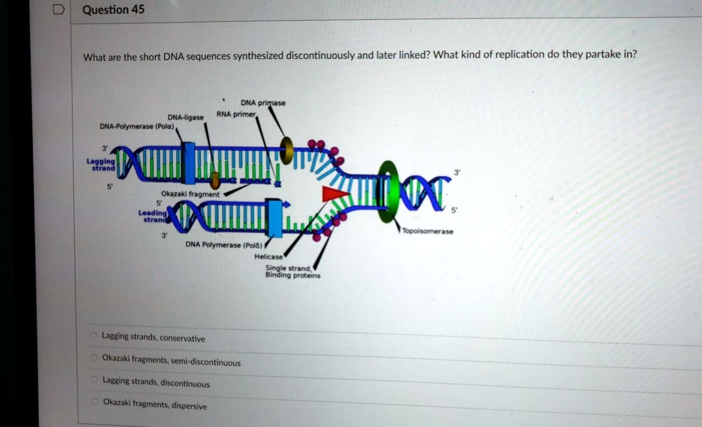What are the short DNA sequences synthesized discontinuously and later linked? What kind of replication do they partake in?
DNA primase
RNA primer
DNA-ligase
DNA-Polymerase (Pol?)
3'
Lagging strand
5'
Okazaki fragment
5'
Leading strand
3'
DNA Polymerase (Pol?)
Helicase
Single strand, Binding proteins
3'
5'
Topoisomerase
Lagging strands, conservative
Okazaki fragments, semi-discontinuous
Lagging strands, discontinuous
Okazaki fragments, dispersive