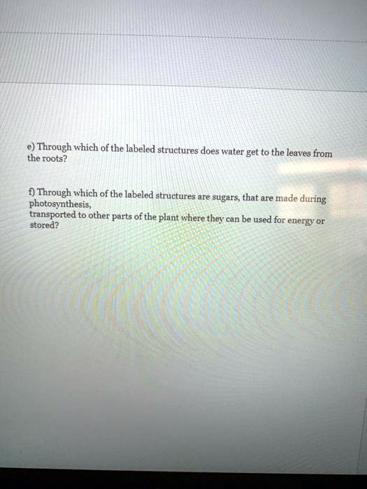 SOLVED Through which of the labeled structures does water get to the