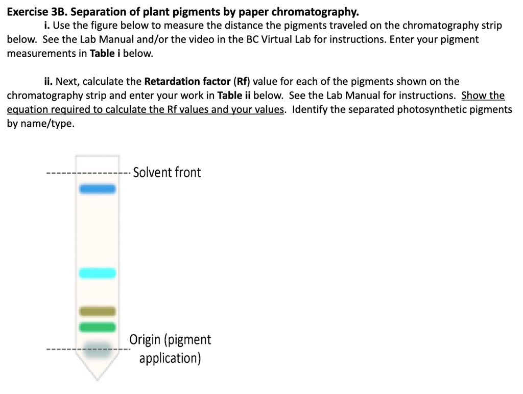 SOLVED Exercise 3B Separation of Plant Pigments by Paper