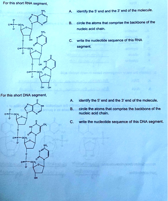 SOLVED: For (his short RNA segment; identify the end and the 3' end of ...