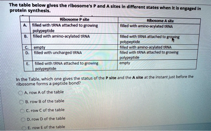 The table below gives the ribosome's P and A sites in different states when it is engaged in protein synthesis.

Ribosome P site | Ribosome A site
A. filled with tRNA attached to growing polypeptide | filled with amino-acylated tRNA
B. filled with amino-acylated tRNA | filled with tRNA attached to growing polypeptide
C. empty | filled with amino-acylated tRNA
D. filled with uncharged tRNA | filled with tRNA attached to growing polypeptide
E. filled with tRNA attached to growing polypeptide | empty

In the Table, which one gives the status of the P site and the A site at the instant just before the ribosome forms a peptide bond?

A. row A of the table
B. row B of the table
C. row C of the table
D. row D of the table
E. row E of the table