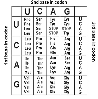 SOLVED:2nd base in codon U C A G Phe Ser Cys Phe Ser Hop] Cys Leu Ser ...